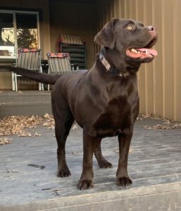 Female English Labradors in Missouri